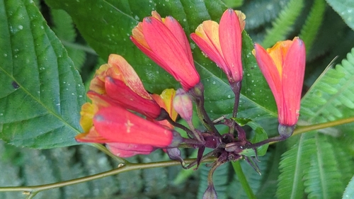 Bomarea acutifolia, photograph 3