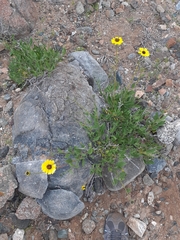 Encelia canescens