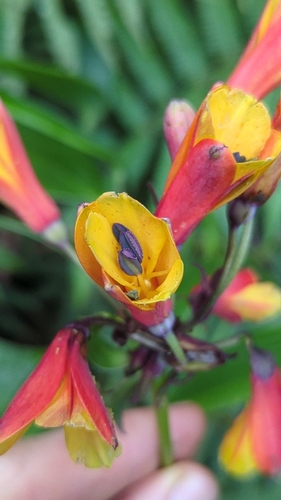Bomarea acutifolia, photograph 4