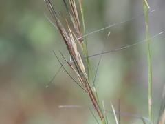 Aristida