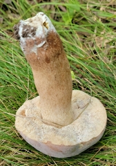 Tylopilus indecisus