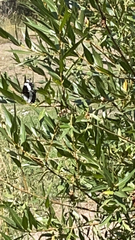 Limenitis weidemeyerii
