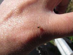 Euophrys melanoleuca