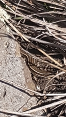 Oligosoma