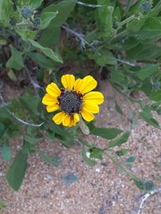 Encelia canescens