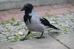 Corvus cornix