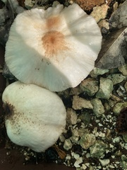 Fungi
