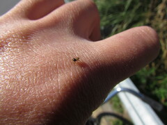 Euophrys melanoleuca