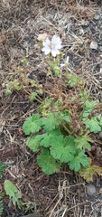Geranium pyrenaicum