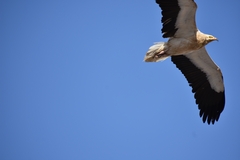 Neophron percnopterus