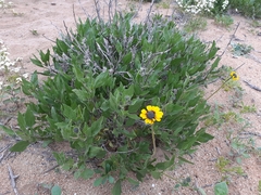 Encelia canescens