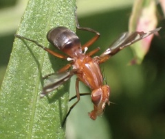 Tritoxa