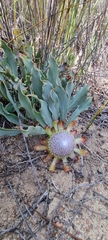 Protea laevis