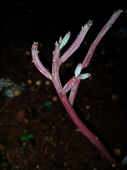 Kleinia longiflora