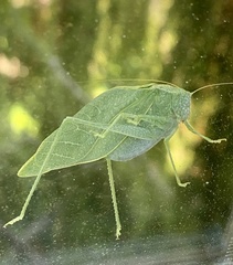 Orthoptera