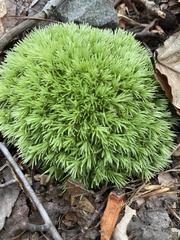 Leucobryum
