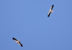 Neophron percnopterus