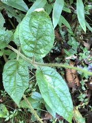 Tilesia baccata