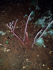 Kleinia longiflora