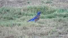 Sialia mexicana