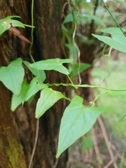 Calystegia marginata