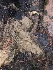 Reticulitermes flavipes