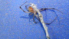Latrodectus geometricus