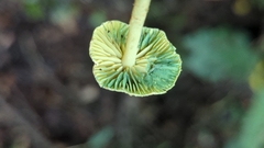 Lepiota trichroma