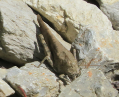 Dissosteira carolina