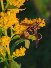 Polistes