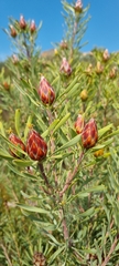 Leucadendron rubrum