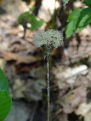 Anemone virginiana