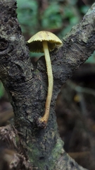 Lepiota trichroma