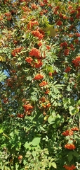Sorbus aucuparia