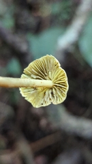 Lepiota trichroma