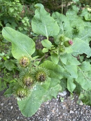 Arctium