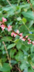 Persicaria filiformis