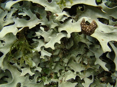 Lecanoromycetidae