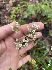 Euphorbia pubentissima