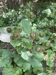 Arctium