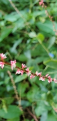 Persicaria filiformis