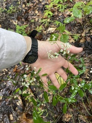 Euphorbia pubentissima
