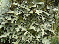Lecanoromycetidae