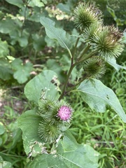 Arctium