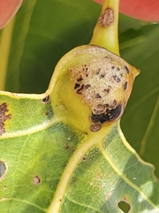 Pemphigus populitransversus