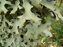 Lecanoromycetidae