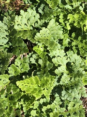 Cryptogramma acrostichoides
