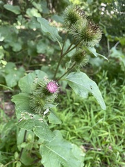 Arctium