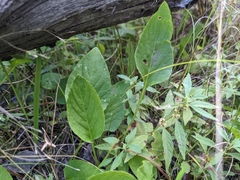 Viola × sublanceolata