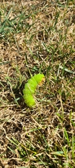 Antheraea polyphemus